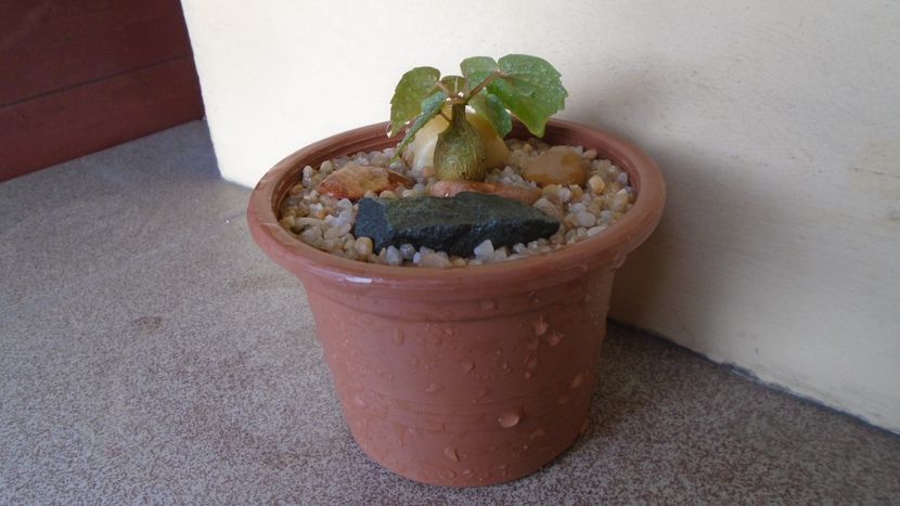 Ficus palmeri - Caudiciforme - pachycaule si bulboase 2020