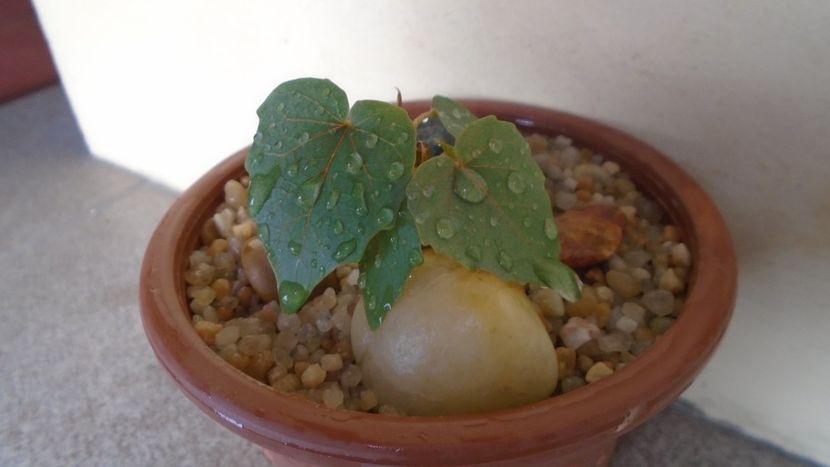 Ficus palmeri - Caudiciforme - pachycaule si bulboase 2020