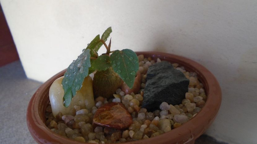 Ficus palmeri - Caudiciforme - pachycaule si bulboase 2020