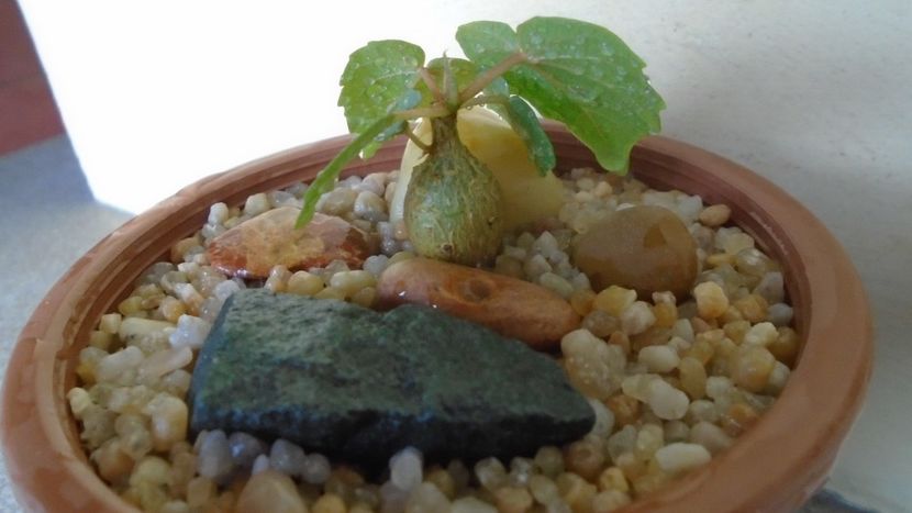 Ficus palmeri - Caudiciforme - pachycaule si bulboase 2020