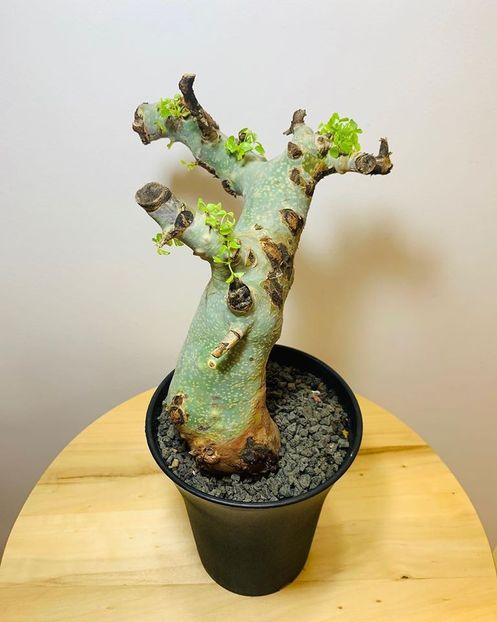 Commiphora kataf v. Turkanensis - Whish list pentru viata urmatoare2