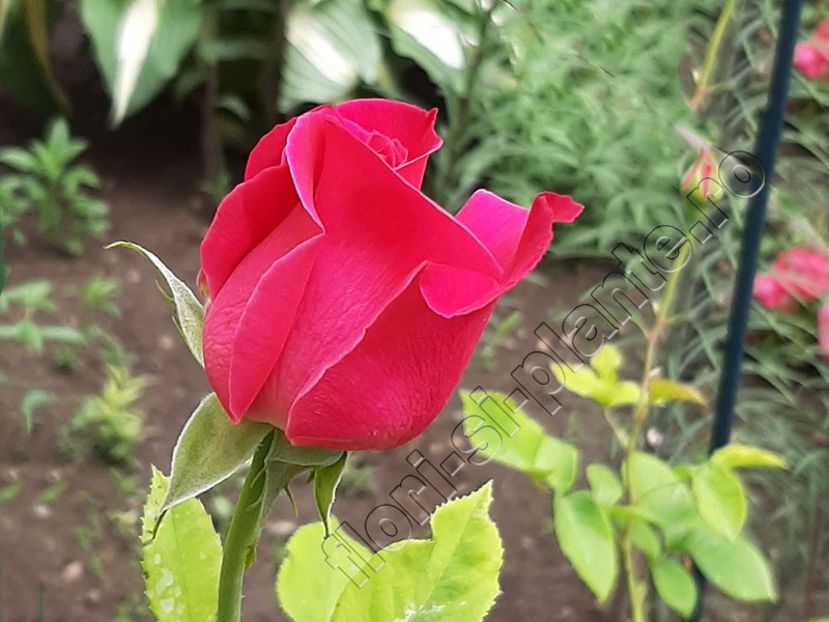 Trandafir - Flori gradina