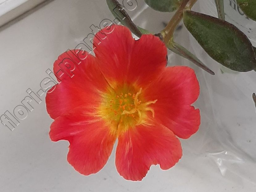 Kokorita red - Flori gradina
