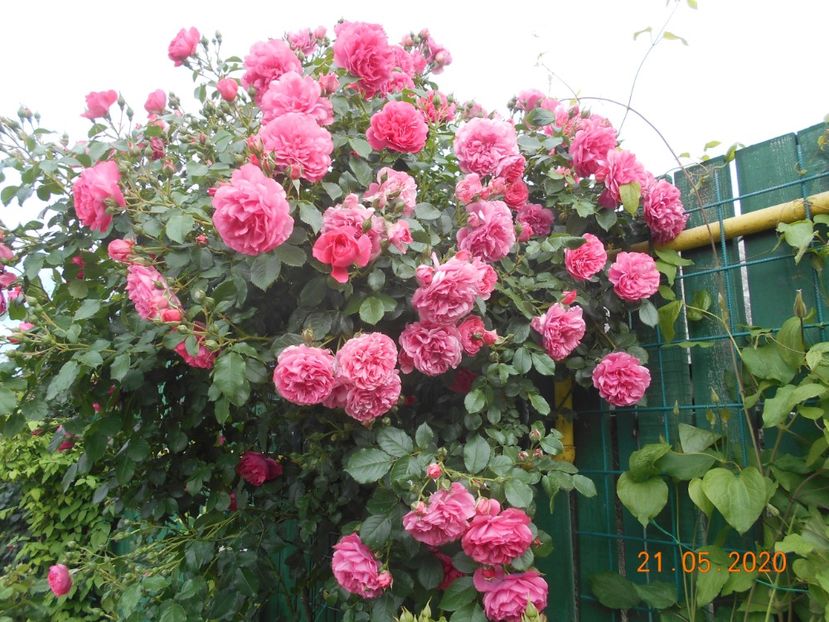 2020 - Rosarium Uetersen