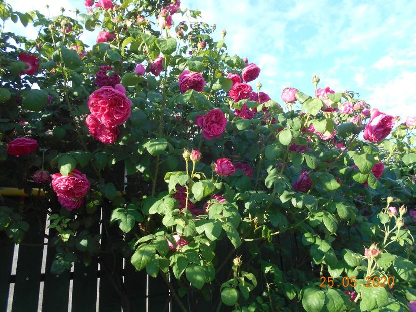  - Madame Isaac Pereire