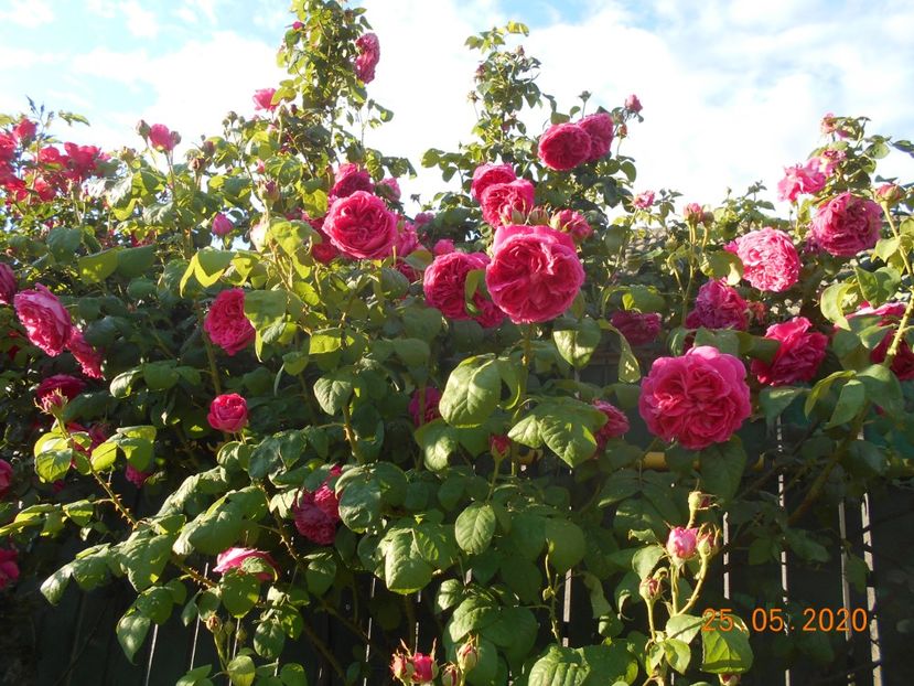  - Madame Isaac Pereire