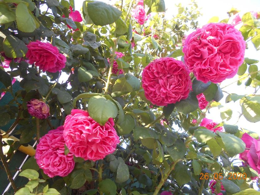  - Madame Isaac Pereire