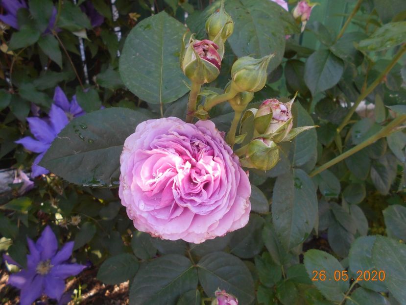  - Lavender Ice