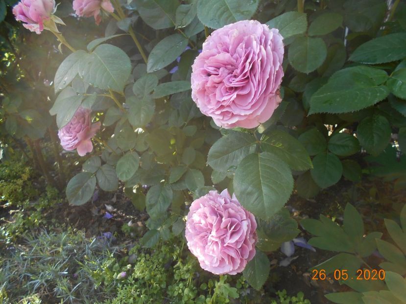  - Lavender Ice