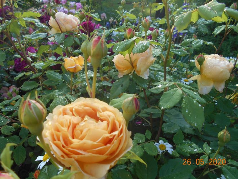  - Golden Celebration