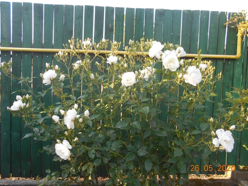 2020 - Schneewittchen