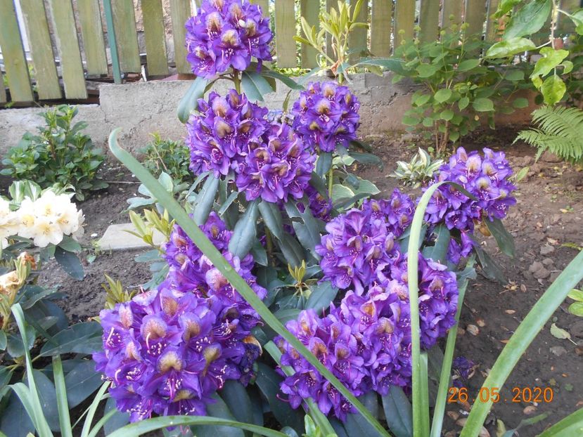  - 1Azalee-rhododendroni-heleborusi-hortensii-hoste 2020