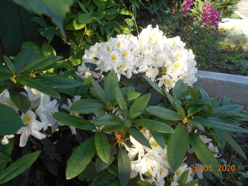  - 1Azalee-rhododendroni-heleborusi-hortensii-hoste 2020