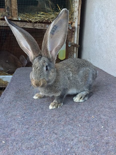 FAE3C7B4-ED5C-477E-A2E5-981F6DDFC645 - DE VÂNZARE MAI 2020