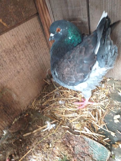 M 2019 vandut - De vanzare kingi