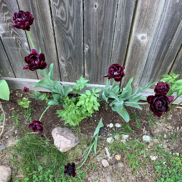  - Jurnalul gradinii 2020