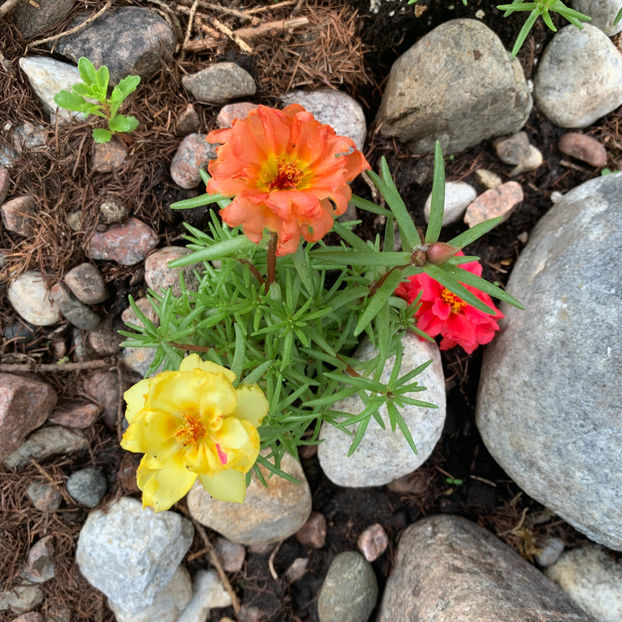  - Jurnalul gradinii 2020