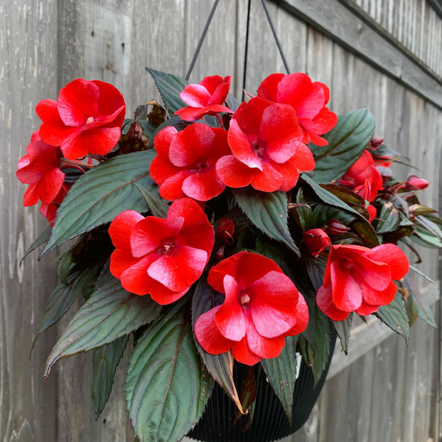  - Jurnalul gradinii 2020