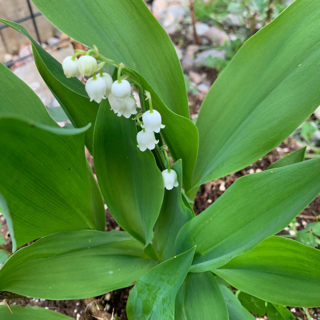  - Jurnalul gradinii 2020