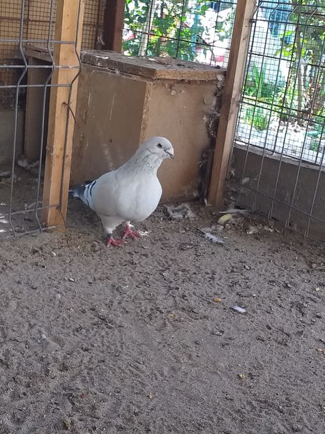 M2018 - masculi abastru de azur 2021