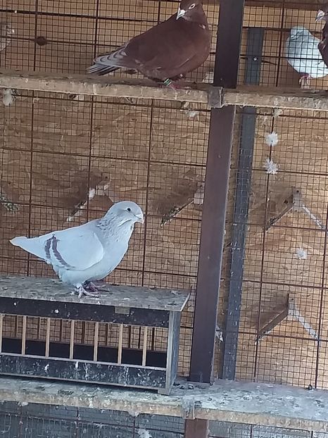 M2019 - masculi abastru de azur 2021