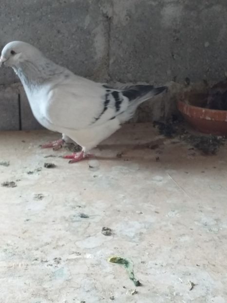 2019 - masculi abastru de azur 2021