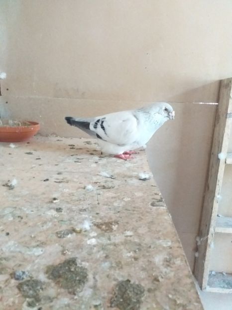 20200507_161752(0) - masculi abastru de azur 2021