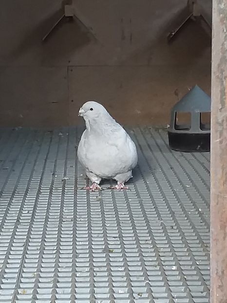  - masculi abastru de azur 2021