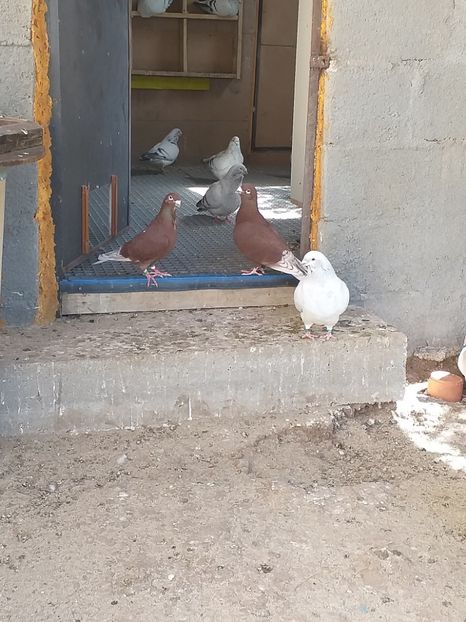  - femele rosii de bucuresti