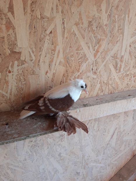  - Randunele de Saxonia