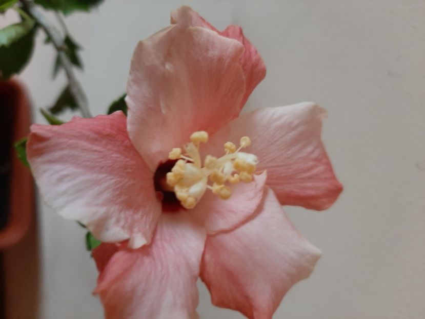  - Florile mele în mai 2020