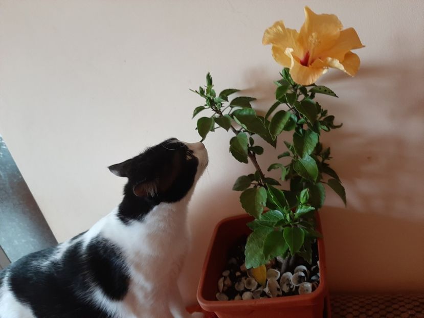  - Florile mele în mai 2020