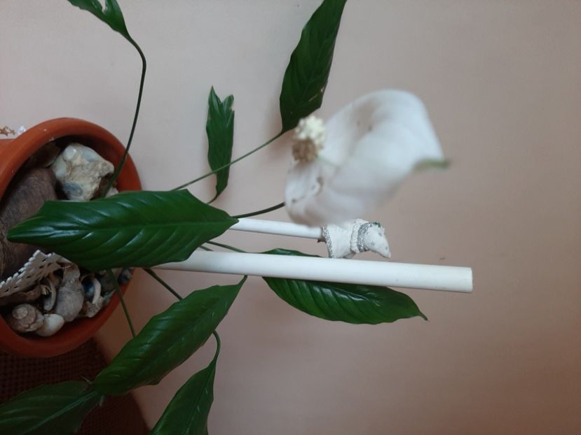  - Florile mele în mai 2020