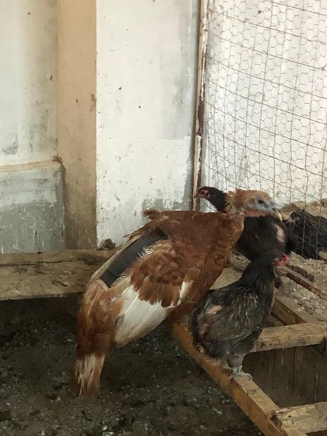 Curci Bourbon 2019 - 2020 Curcani American Bourbon