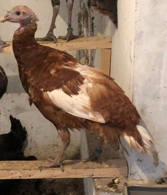 Curci Bourbon 2019 - 2020 Curcani American Bourbon