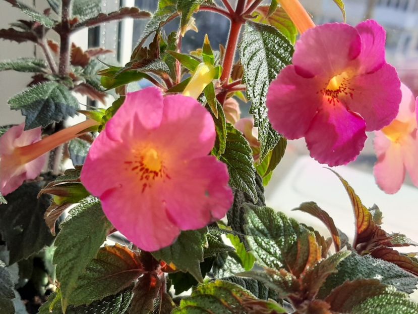  - achimenes-primele incercari