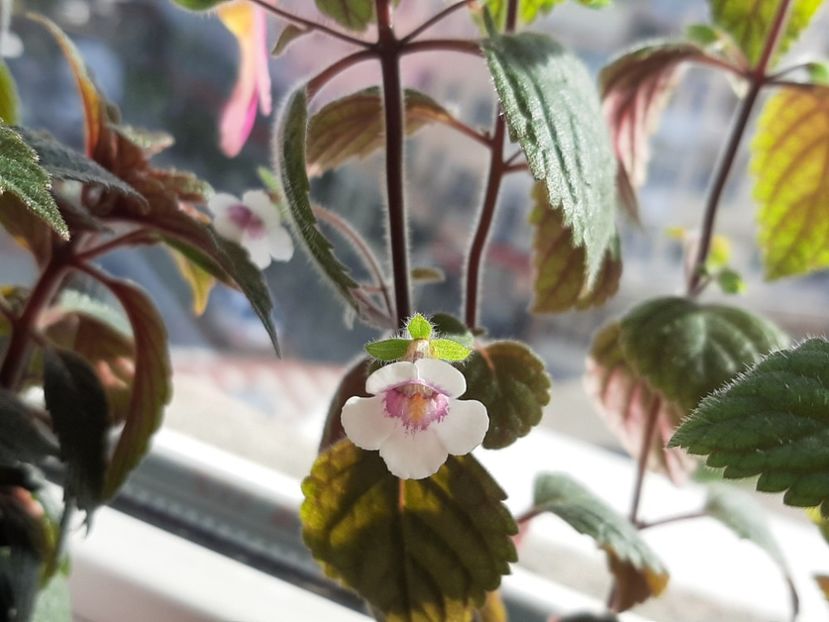  - achimenes-primele incercari