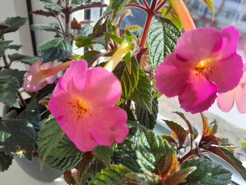  - achimenes-primele incercari