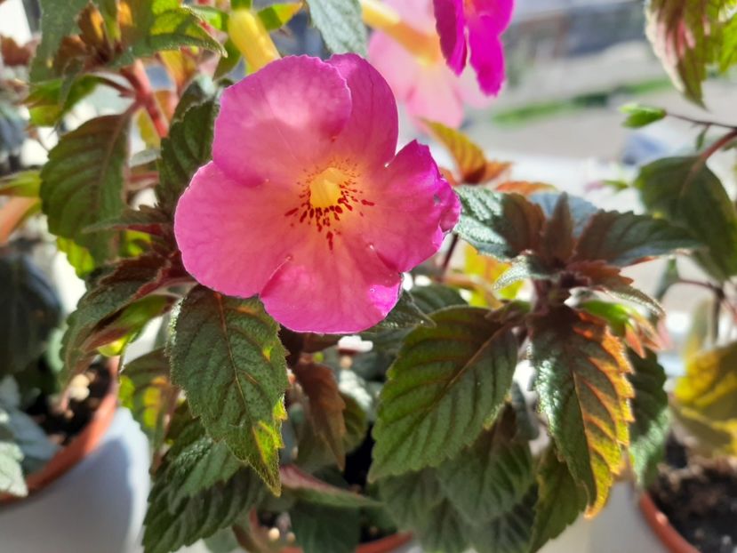  - achimenes-primele incercari