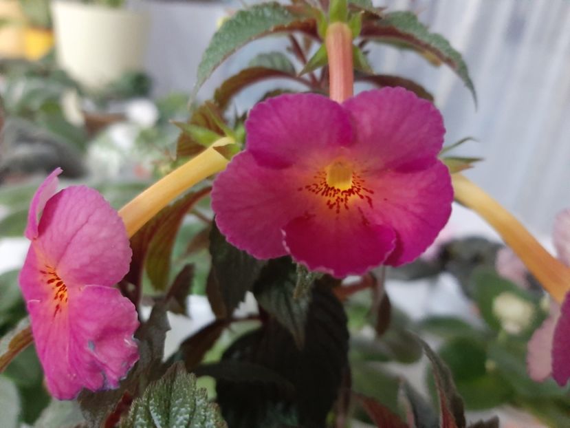  - achimenes-primele incercari