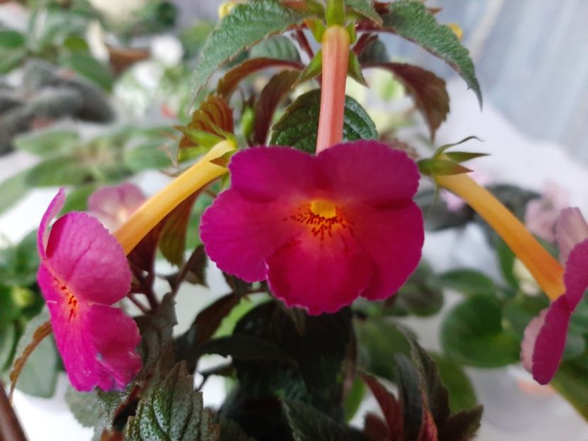  - achimenes-primele incercari