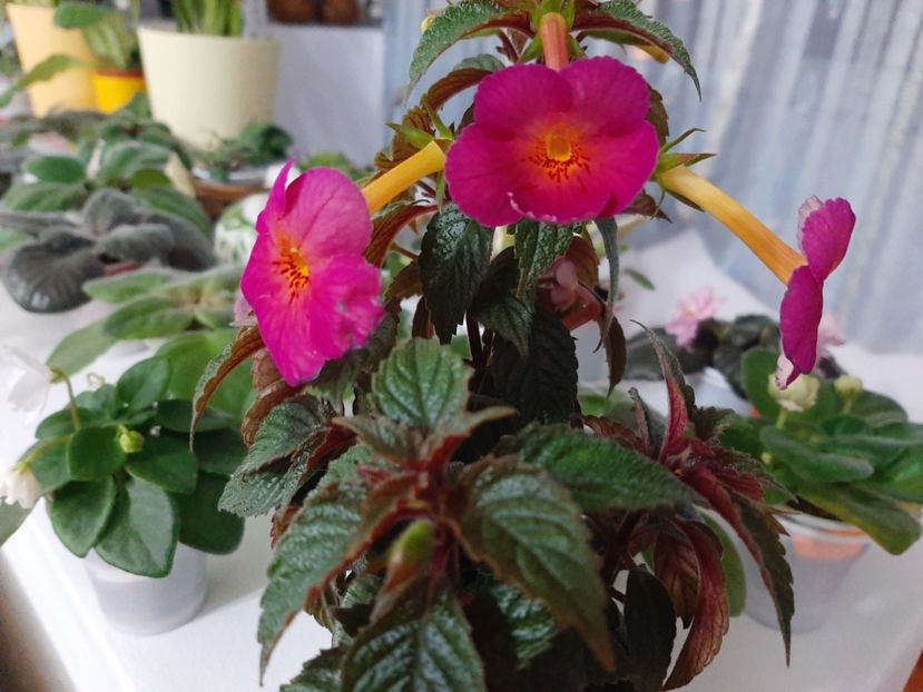  - achimenes-primele incercari