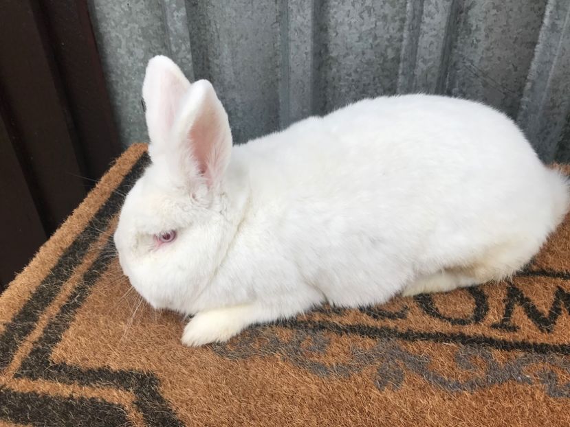 3EC997A1-88B8-4D29-984A-1BDF7562F01B - FEMELA 1