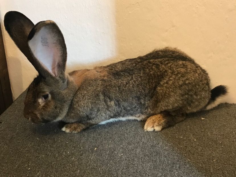 B79A4681-BC65-4945-A8FA-6D57E247332D - FEMELA A