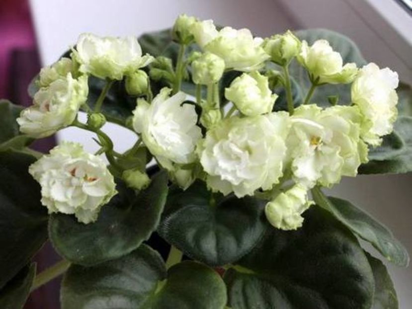 irish glen - 1 Disponibile