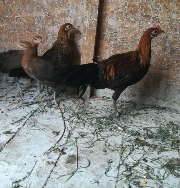  - Găini phoenix