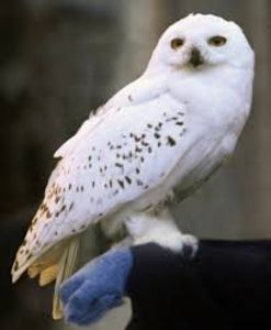 Hedwig - Harry Potter