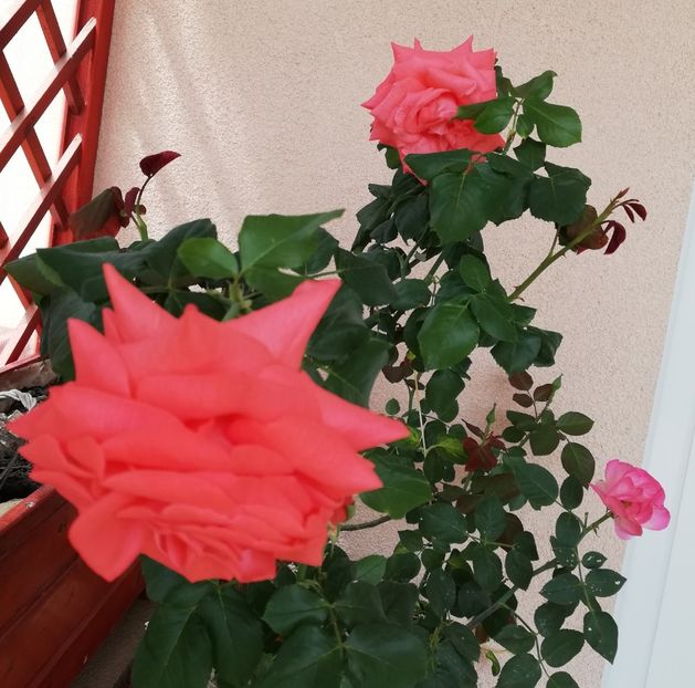  - Dee dee Bridgewater