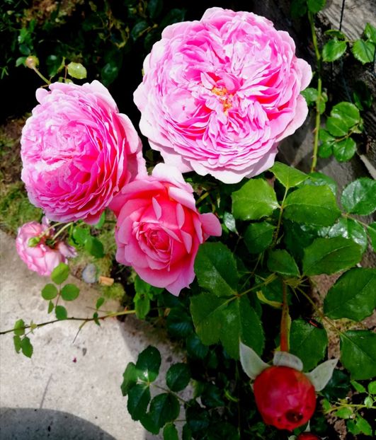  - Princess Alexandra of Kent