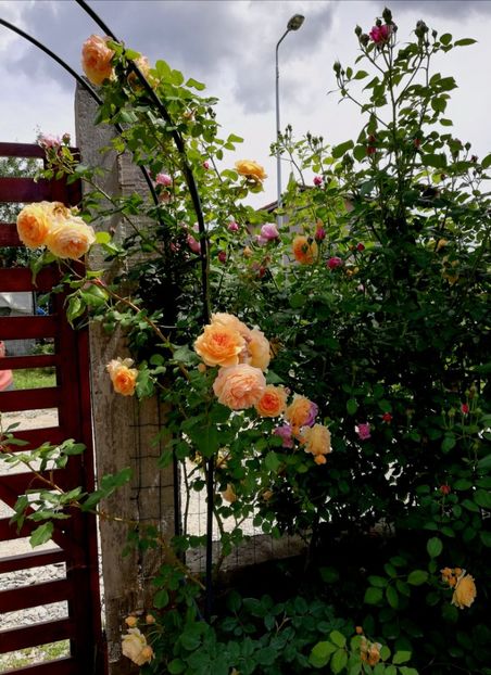  - Crown Princess Margareta